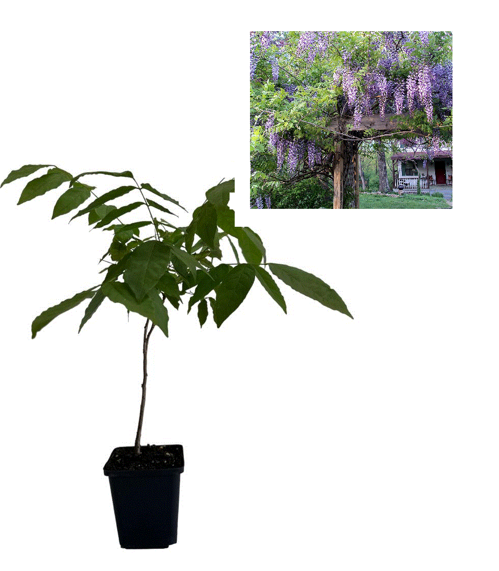 Arbori decorativi - Glicina chinezeasca mov - Wisteria sinensis  , 20-30 cm