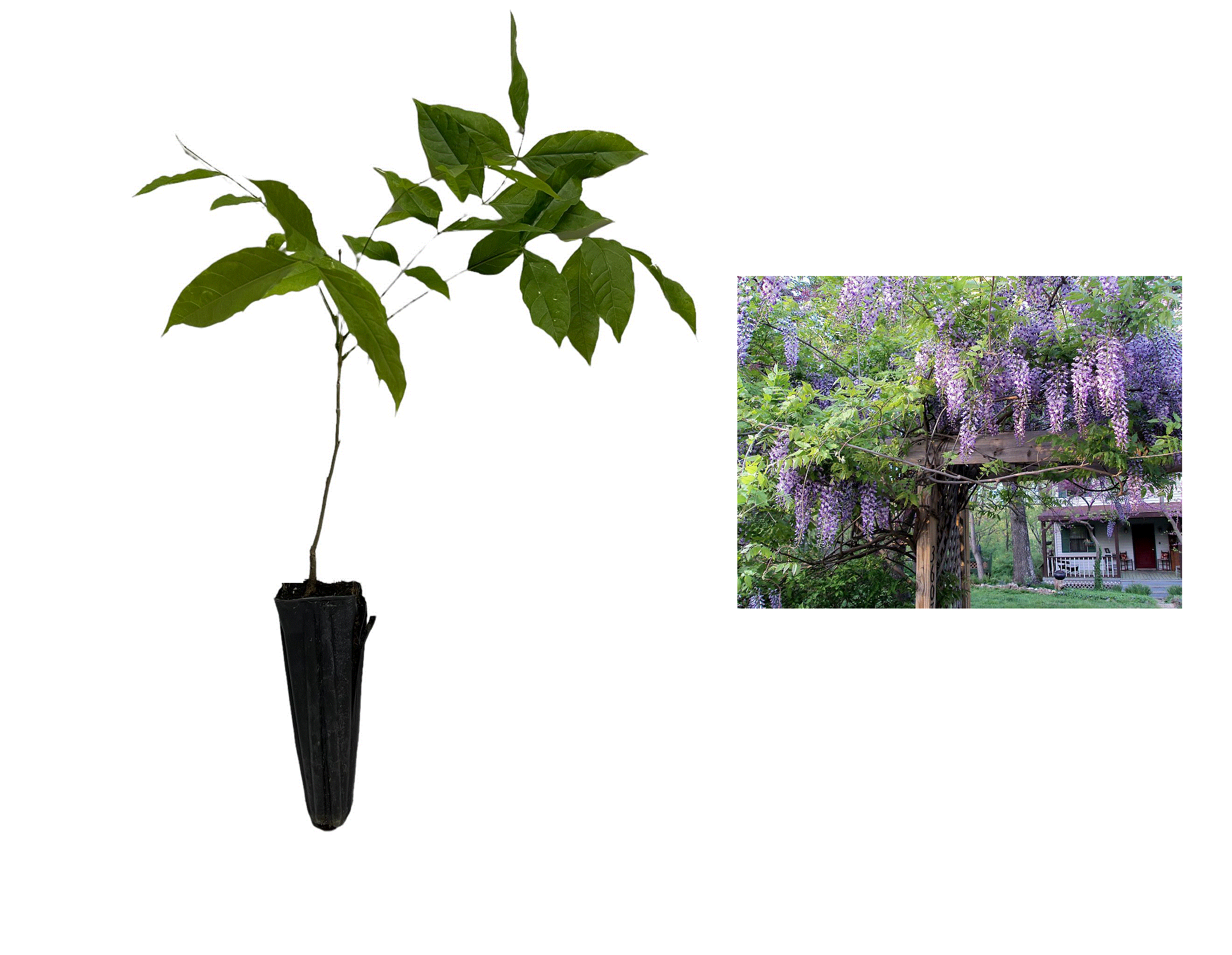 Glicina chinezeasca mov - ( Wisteria sinensis ) , 40-60 cm [0]