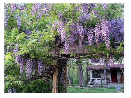 Glicina chinezeasca mov - ( Wisteria sinensis ) , 40-60 cm [1]