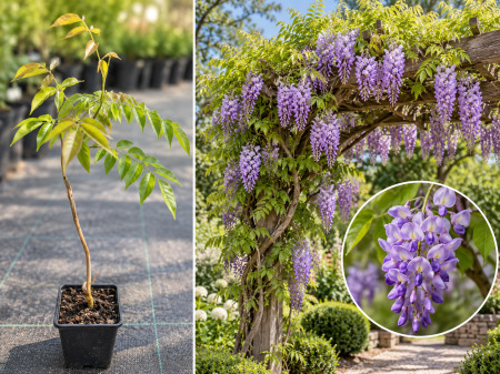 Arbori Ornamentali de Colecție - Glicină Longwood Purple (Wisteria frutescens) ghiveci 20-40 cm
