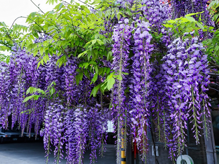 Glicina mov (Wisteria sinensis) 30-50cm , radacina libera [1]