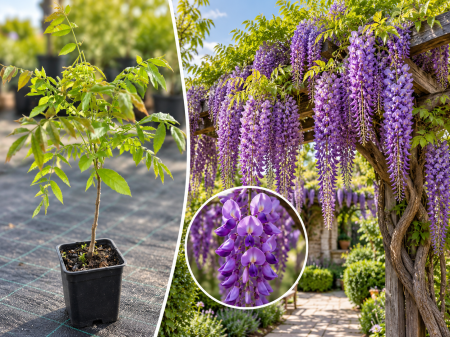 Arbori Ornamentali de Colecție - Glicină Royal Purple (Wisteria floribunda) 20-40 cm Ciorchini Uriași Mov Închis, Parfumate