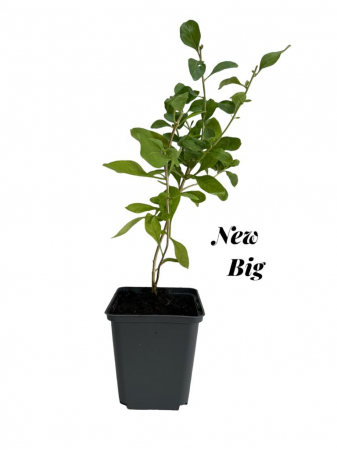 Toate produsele - Goji Chinezesc New Big