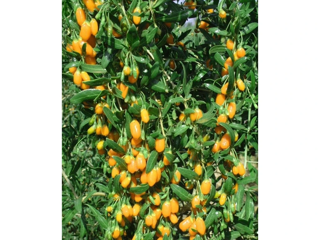 Copaci fructiferi - Goji galben Lycium barbarum AMBER SWEET