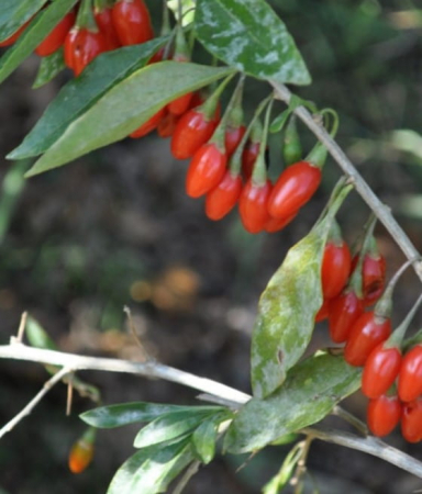 Goji Korean Big [1]