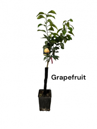 Citrice - Grapefruit Star Ruby 80-100 cm (Citrus Paradisi) , grefuit