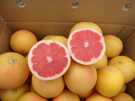 Grapefruit Star Ruby 80-100 cm (Citrus Paradisi) , grefuit [1]