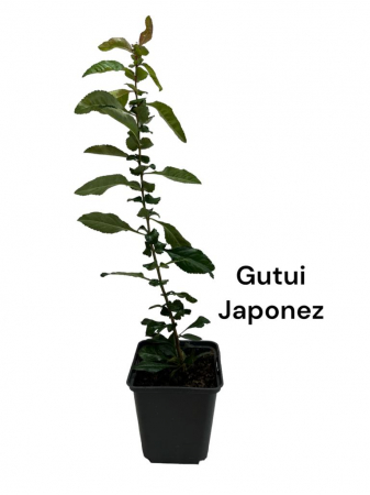 Gard viu - Gutui japonez Dansul Focului ( Fire Dance ) , ghiveci