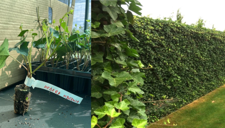 Gard viu - Hedera hibernica  iederă irlandeză de iarna , 5-10 cm