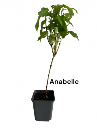 Hortensie alba Anabelle [0]