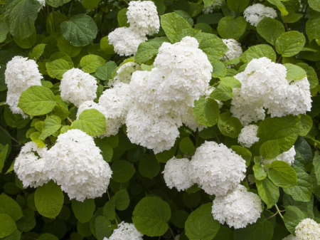 Hortensie alba Anabelle [1]