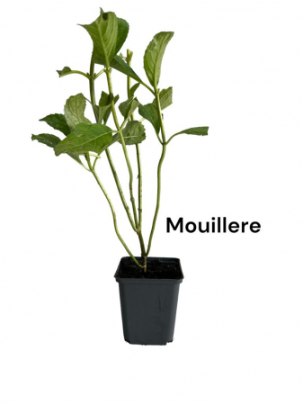 Hortensie alba  E. Mouillere [0]