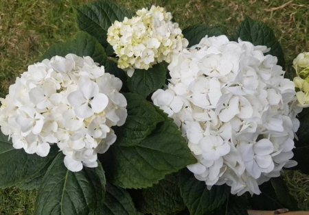 Hortensie alba  E. Mouillere [1]