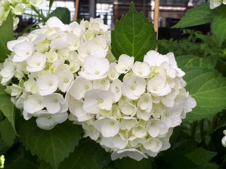 Hortensie alba Soeur Therese [1]