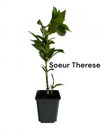 Hortensie alba Soeur Therese [0]