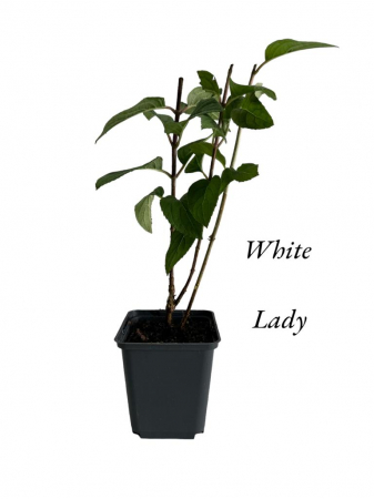 Hortensie alba White Lady [0]