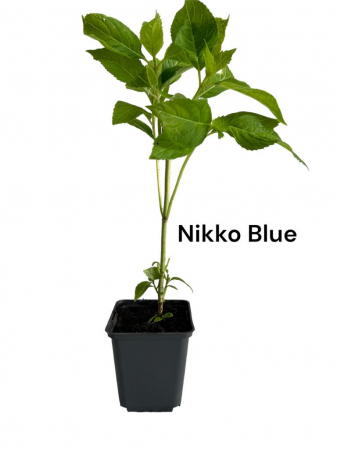 Gard viu - Hortensie albastra  Nikko Blue