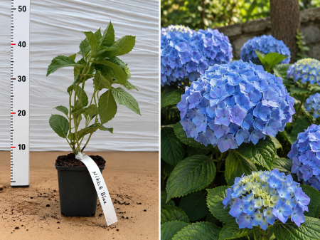 Gard viu - Hortensie Albastră Nikko Blue la Ghiveci 20-30 cm