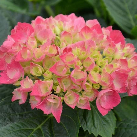 Hortensie bicolora rosu verzui Red Baron [1]