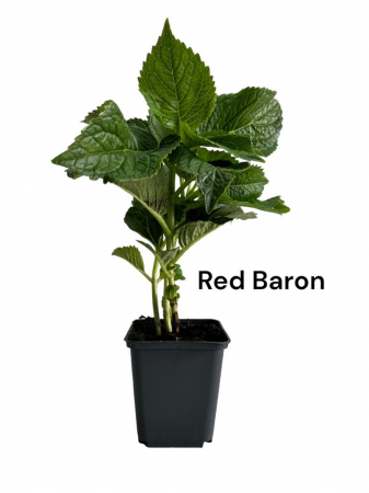Gard viu - Hortensie bicolora rosu verzui Red Baron