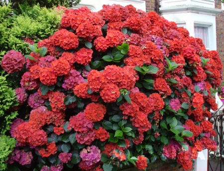 Hortensie bicolora roz - rosie Leuchtfeuer [1]