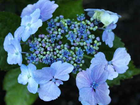 Hortensie Blue Wave [1]