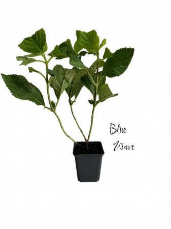 Hortensie Blue Wave [0]