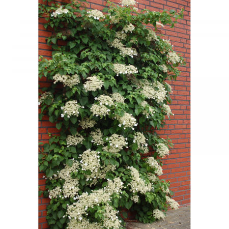 Hortensie cataratoare alba [1]