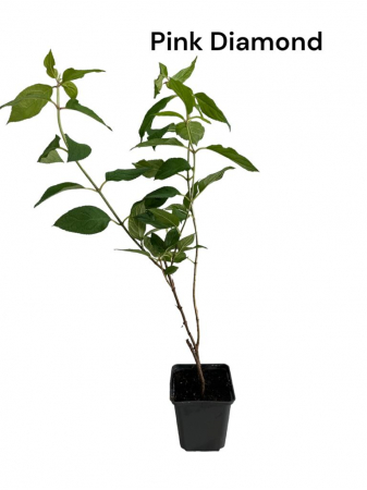 Hortensie Diamantul Pink Diamond [0]