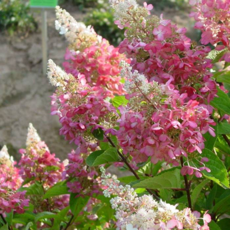 Hortensie Diamantul Pink Diamond [1]