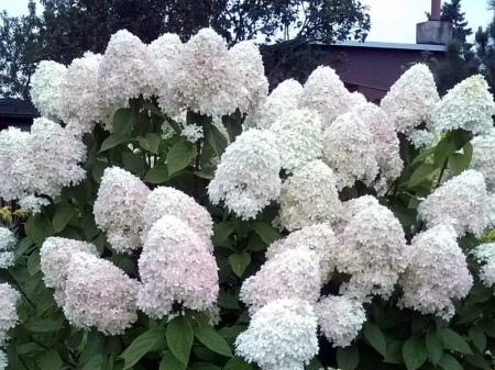 Hortensie fantoma alba Phantom [1]