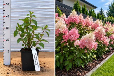 Hortensii, Magnolii & Flori - Hortensie Paniculată Roz Pink Diamond la Ghiveci 20-30 cm