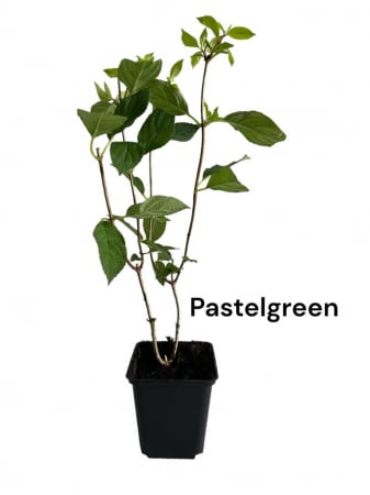 Hortensie Pastel Green [0]