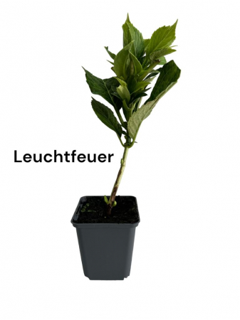 Hortensie bicolora roz - rosie Leuchtfeuer [0]
