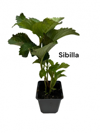 Gard viu - Hortensie roz violet Sibilla