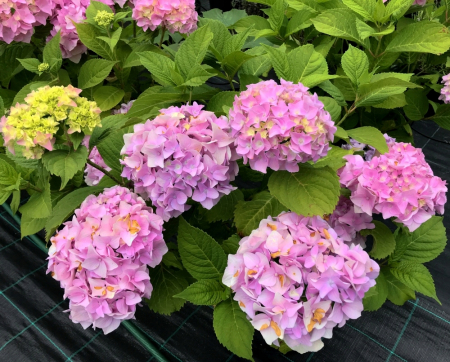 Hortensie roz violet Sibilla [1]