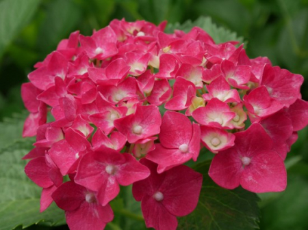 Hortensie violet roz Alpengluhen [1]