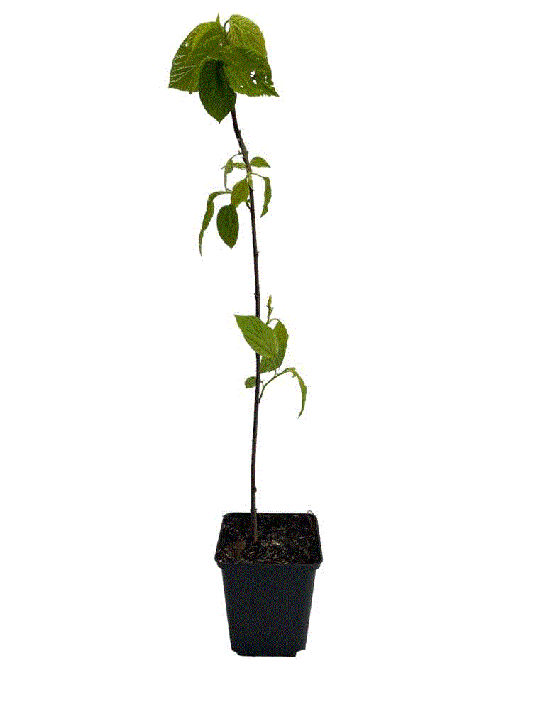 Copaci forestieri - Hovenia Dulcis – copacul pentru mahmureala ( Arborele de stafide japonez ) 60-90 cm