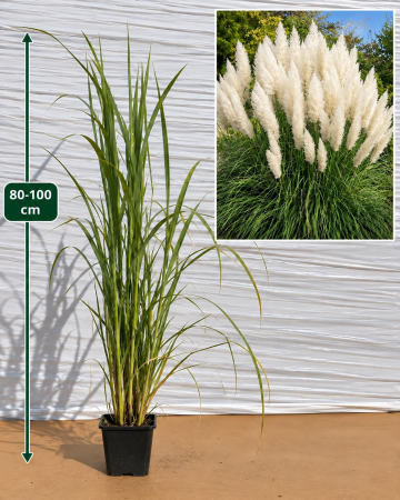 Gard Viu & Paravane Veșnic Verzi - Iarbă de pampas alba (Cortaderia selloana ) 60-100 cm