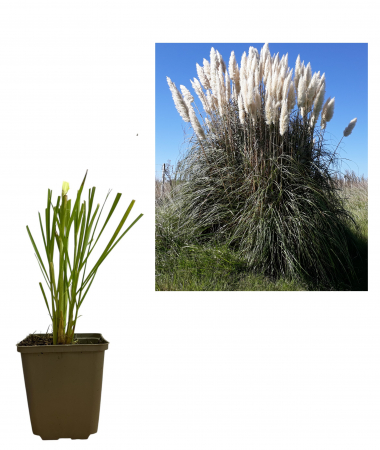 Gard viu - Iarbă de pampas alba (Cortaderia selloana )