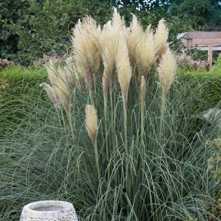 Sövény - https://gomagcdn.ro/domains2/planteieftine.ro/files/product/original/iarba-de-pampas-alba-pitica-cortaderia-pumila-602642.jpg|https://gomagcdn.ro/domains2/planteieftine.ro/files/product/original/iarba-de-pampas-alba-pitica-cortaderia-pumila-774990.jpg