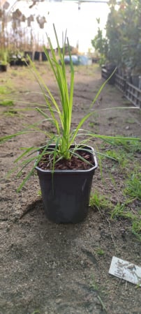 Iarba de Pampas alba pitica 80-120 cm  (Cortaderia Pumila ) [1]