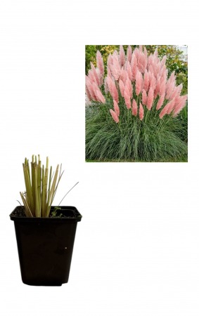 Gard viu - Iarbă de pampas roz (Cortaderia selloana Rose )
