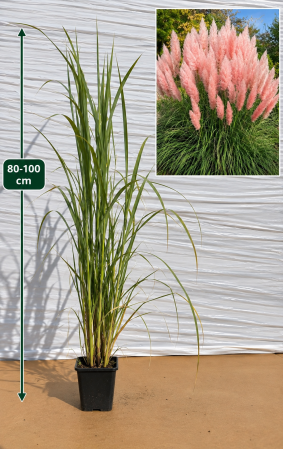 Gard Viu & Paravane Veșnic Verzi - Iarbă de pampas roz (Cortaderia selloana Rose ) 60-100 cm