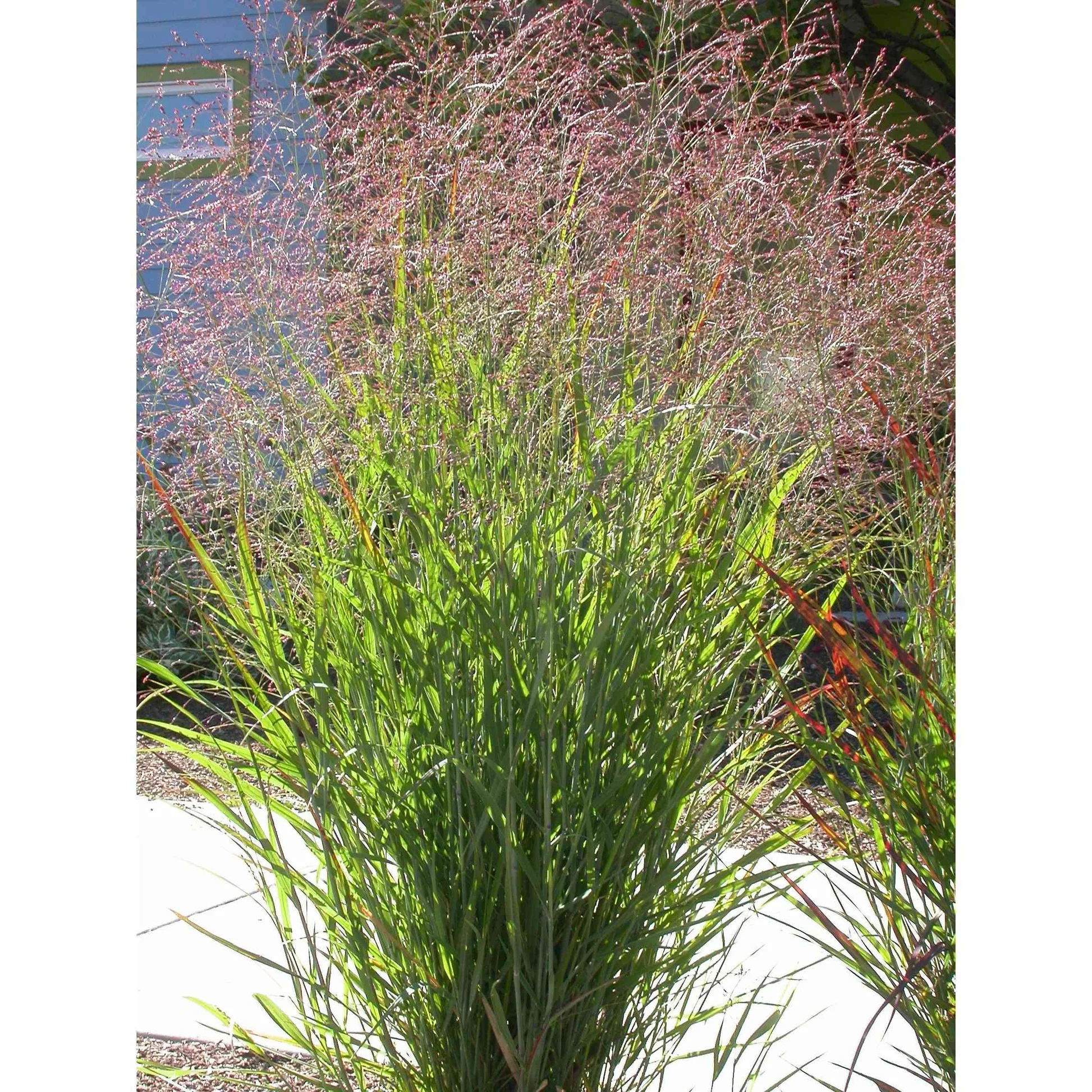 Gard viu - Iarba de stuf decorativa , Panicum virgatum Warrior
