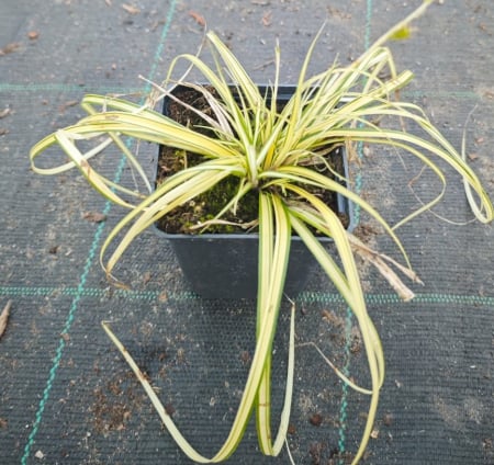 Arbori decorativi - Iarba galbena ornamentala (Carex oshimensis Evergold)