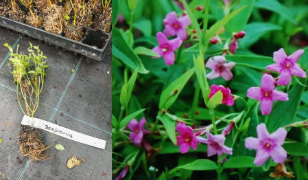 flori - Iasomie roz cățărătoare - Jasminum beesianum vesnic verde