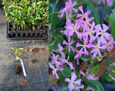 flori - Iasomie Stelata roz vesnic verde - Pink Trachelospermum Pink Showers