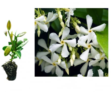 Toate produsele - Iasomie stelata vesnic verde (Trachelospermum Jasminoides) cataratoare,5 cm