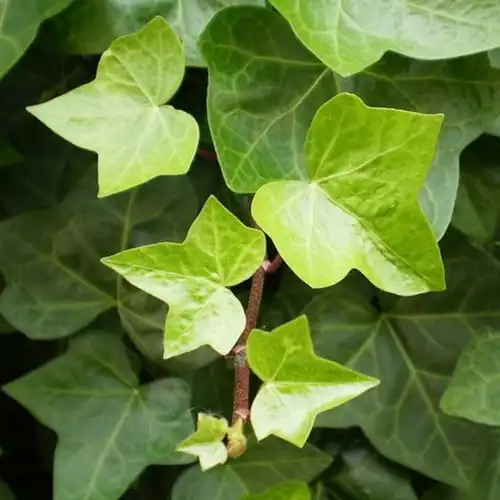 Gard viu - Iederă - Hedera helix 40-60 cm, radacina libera